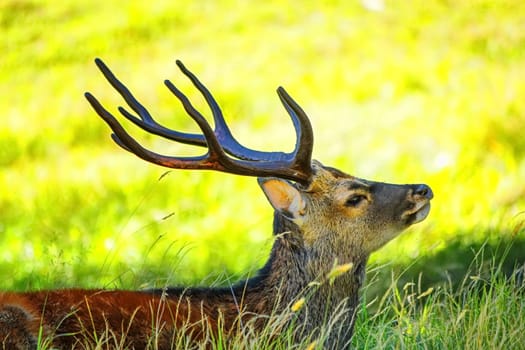 Deer lying in the grass by yellow day