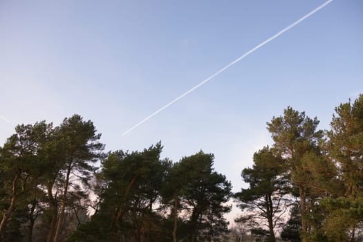 Plenty of copy space, in the form of plain blue evening sky, surrounds the contrails aka vapour trails of a jet as it travels towards tree tops.