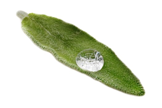 Salvia Leaf Close Up, studio shot of scented herb on white background
