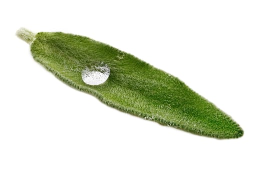 Salvia Leaf Close Up, studio shot of scented herb on white background