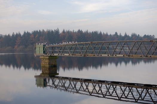 Flock of wild gulls and terns settle on a metal jetty of water management instruments. Calm water reflects the jetty and autumn forest behind.