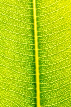 Texture abstract background of fresh green leaf with sun back light. Macro image beautiful vibrant pointy leaf foliage.