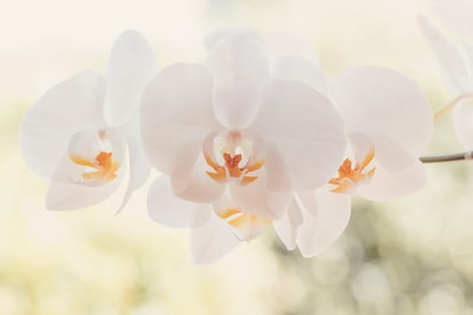 macro detail of romantic white orchid flower in garden with blurry bokeh background