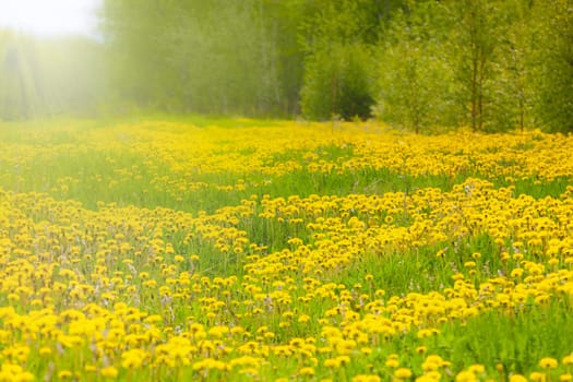 The green field with dandelions at the sunset