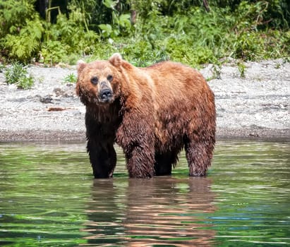 The Kamchatka Brown bear standing in the river.