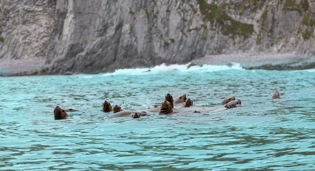The Rookery Steller sea lions. Island in Pacific Ocean near Kamchatka Peninsula.