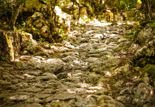 Selective focus. The ancient stone road in green forest