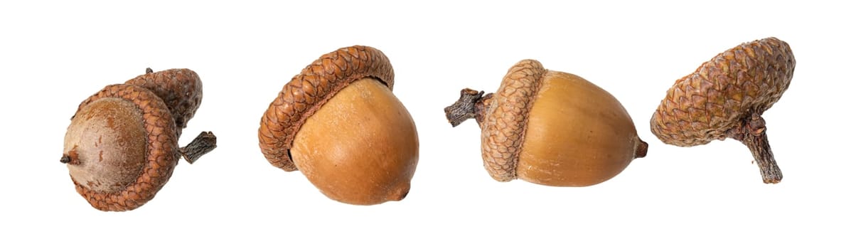 Isolated acorns, acorn nuts as a border against a white background