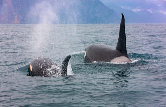 Selective focus. The pair of transient killer whales travel through the waters of Avacha Bay, Kamchatka