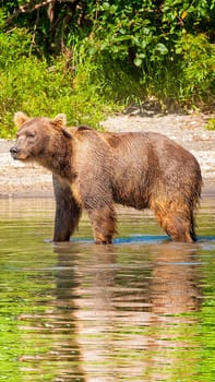 Kamchatka brown bear on the lake in summer