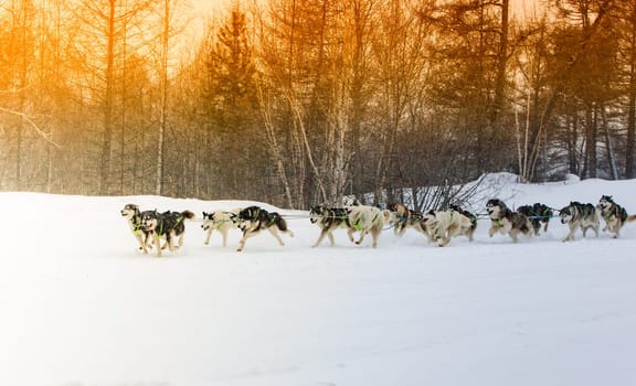 A dog sled running on a winter landscape