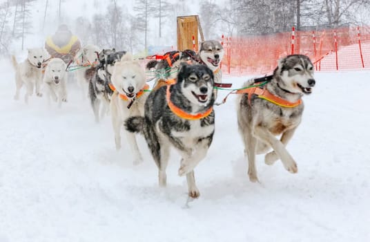 musher hiding behind sleigh at sled dog race on snow in winter