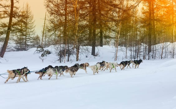 A dog sled running on a winter landscape