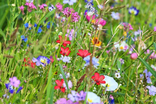 Colorful flower meadow in the primary color green with different wild flowers.