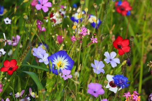 Colorful flower meadow in the primary color green with different wild flowers.