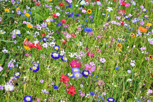 Colorful flower meadow in the primary color green with different wild flowers.