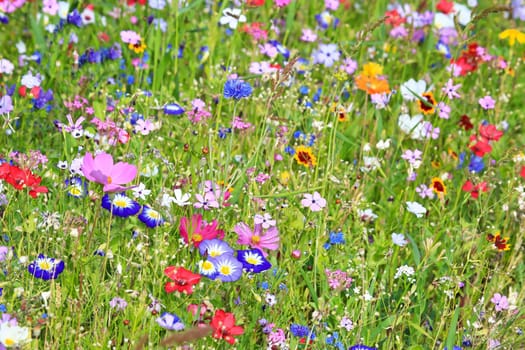 Colorful flower meadow in the primary color green with different wild flowers.
