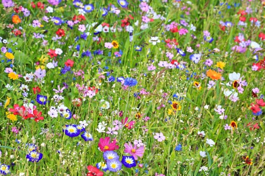 Colorful flower meadow in the primary color green with different wild flowers.