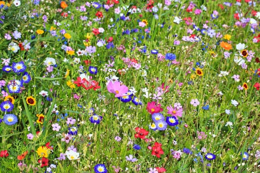 Colorful flower meadow in the primary color green with different wild flowers.