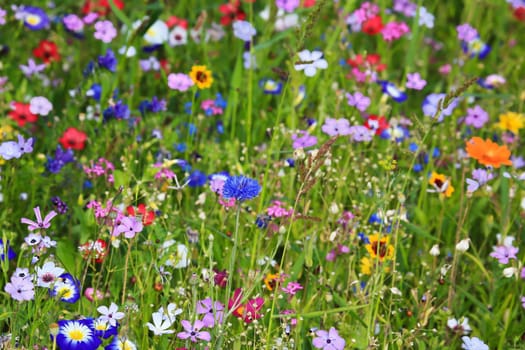 Colorful flower meadow in the primary color green with different wild flowers.