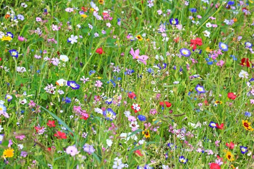Colorful flower meadow in the primary color green with different wild flowers.