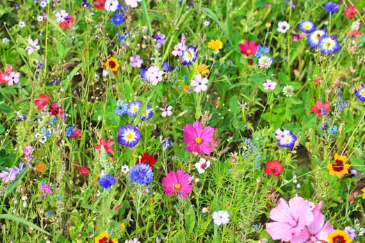 Colorful flower meadow in the primary color green with different wild flowers.