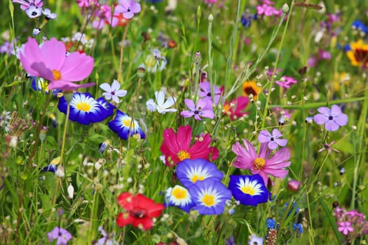 Colorful flower meadow in the primary color green with different wild flowers.