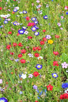 Colorful flower meadow in the primary color green with different wild flowers.