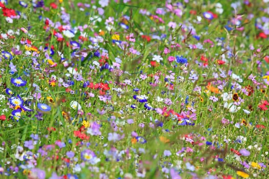 Colorful flower meadow in the primary color green with different wild flowers.