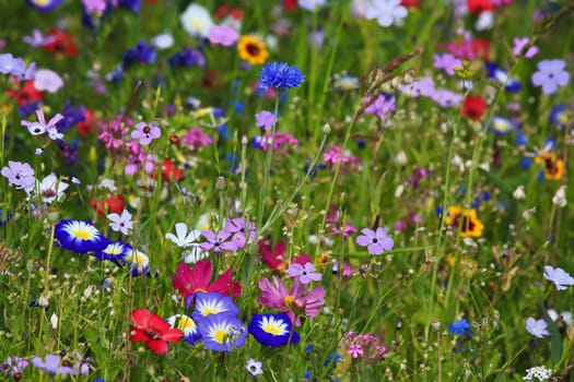 Colorful flower meadow in the primary color green with different wild flowers.