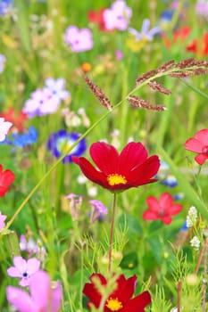 Colorful flower meadow in the primary color green with different wild flowers.