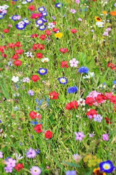 Colorful flower meadow in the primary color green with different wild flowers.