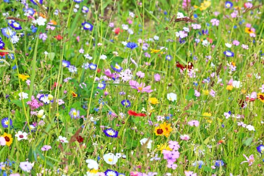 Colorful flower meadow in the primary color green with different wild flowers.