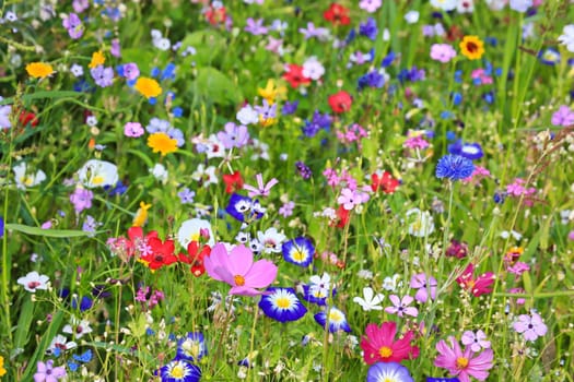Colorful flower meadow in the primary color green with different wild flowers.