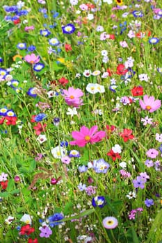 Colorful flower meadow in the primary color green with different wild flowers.