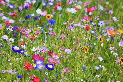 Colorful flower meadow in the primary color green with different wild flowers.