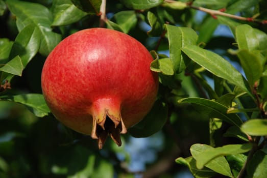 A red pomegranate hangs on the tree and is ready be harvested
