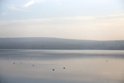 Lots of copy space in this atmospherically hazy image of many birds sitting on calm water. Distant moorland on the horizon and pastel color scheme.