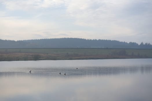 Distant people walk along redmires dam wall, as a group of 4 ducks float calmly in the reservoir water in front. Plenty of copy space around the image