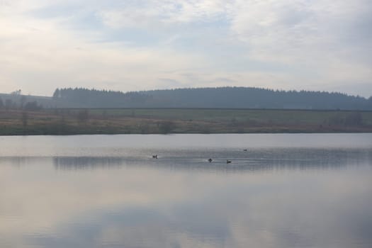 Group of 4 ducks cause ripples on the calm water of redmires reservoirs. Plain background landscape with water reflecting the sky.