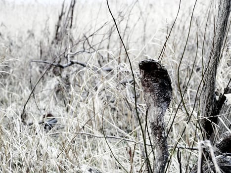 cobra in dense grass close-up, abstract background
