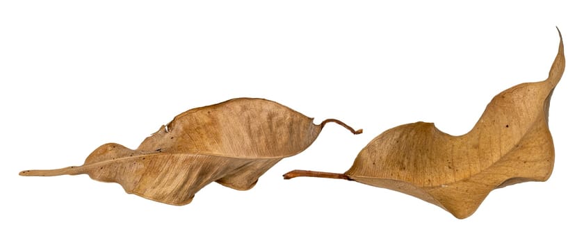 Macro shot of two brown dried up leaves isolated on white