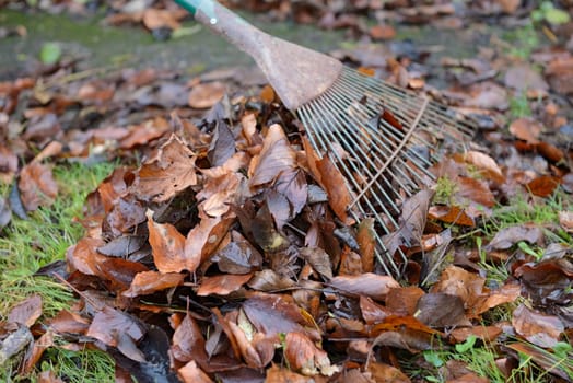 Many wet brown leaves form a heap behind a leaf rake. The many tines of the rake form a fan shape, but are rusted from use and old age. Garden tool.