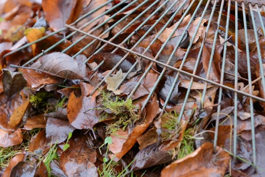 Old and rusted tines of a garden rake pierce a large layer of autumn leaves that have covered the lawn. Common domestic tool used for gardening