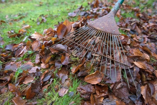 Debris and undergrowth is removed from a healthy green garden lawn using a rake. Moss and brown autumn leaves make up the most of the plant waste