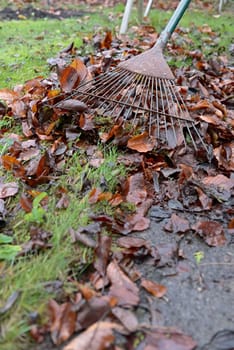 Fallen deciduous leaves are raked along the grass verge of a path. Wet and cold as its the end of fall season and the beginning of winter. vertical