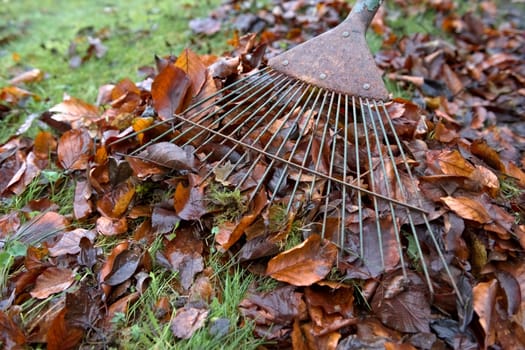 Vibrant orange autumn leaves being swept up by a garden rake. wide angle perspective, including the rusted metal head of the rake. Rustic garden tool