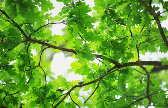 Oak leaves background in summer with beautiful sunlight. Green foliage