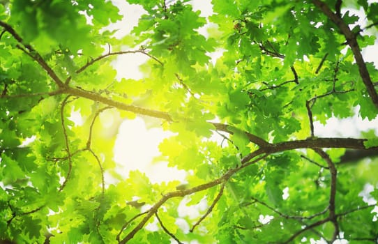 Oak leaves background in summer with beautiful sunlight. Green foliage