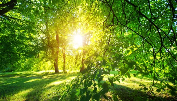 old oak tree foliage in morning light with sunlight